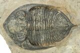 Detailed Zlichovaspis Trilobite - Excellent Eye Detail #244274-2